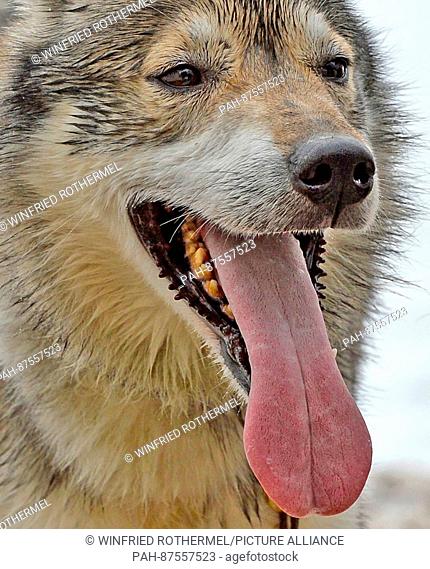 sledgedog with open mouth, Todtmoos, Jan. 30, 2016. | usage worldwide. - Todtmoos/Baden-Württemberg/Germany
