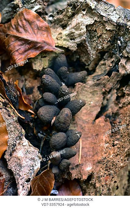 Dead man's fingers (Xylaria polymorpha) is a saprophyte fungus. This photo was taken in Montseny Biosphere Reserve, Barcelona province, Catalonia, Spain