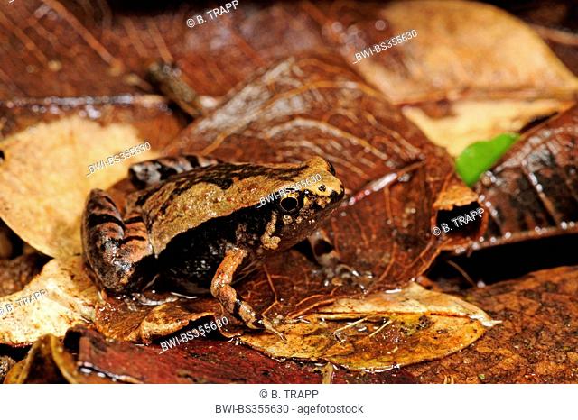 Ornate Narrow-mouthed Frog (Microhyla ornata), well camouflaged on forest floor, Sri Lanka, Nationalpark Sinharaja Forest