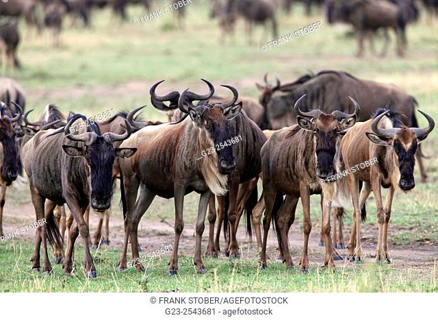 Gnu wildebeest. Maasai Mara National Reserve, Kenya
