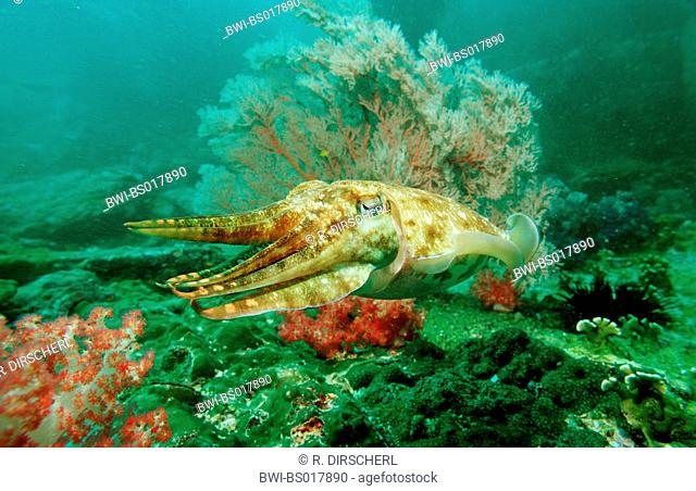 Pharaoh cuttlefish (Sepia pharaonis), Myanmar, Indian Ocean