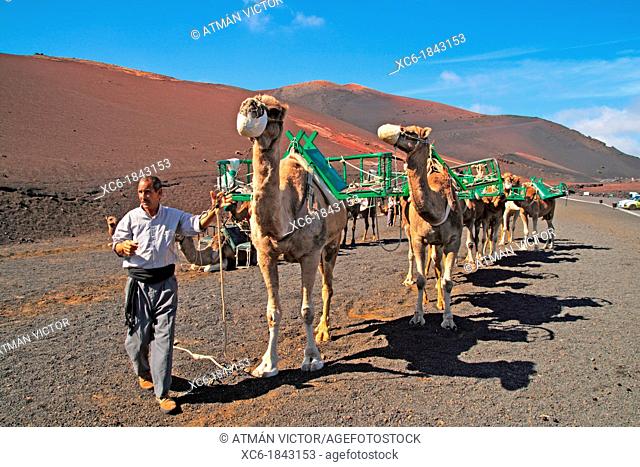 Camels in Timanfaya National Park Lanzarote