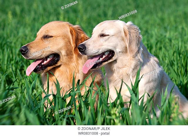 Close Up pair of purebred playful golden retriever dogs outdoors on green grass