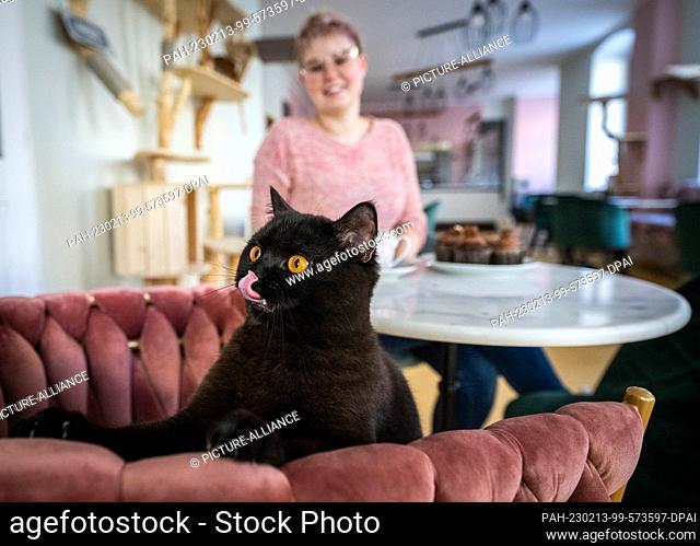 PRODUCTION - 09 February 2023, Saxony, Chemnitz: Cat ""Shuri"" looks over the back of a chair in the cat lounge ""Ciao Mau"" in Chemnitz