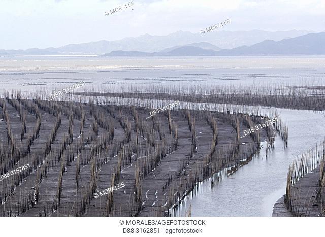 China, Fujiang Province, Xiapu County, Fishing poles, Bamboos at low tide, Bamboos used for fishing, aquaculture