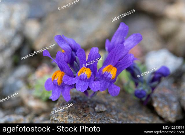 Alpine Toadflax - flowering - Hohe Tauern National Park, Austria