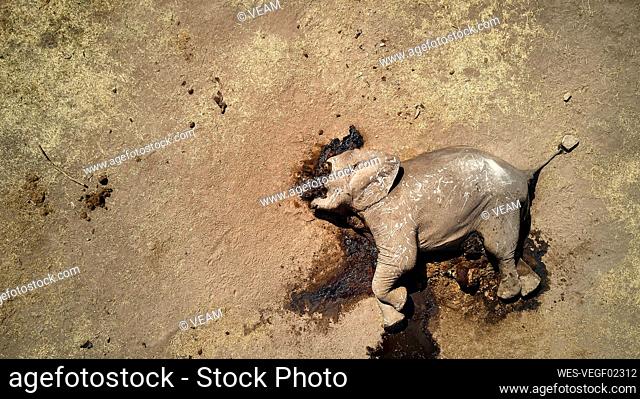 Directly above view of dead African elephant at Hwange National Park, Zimbabwe