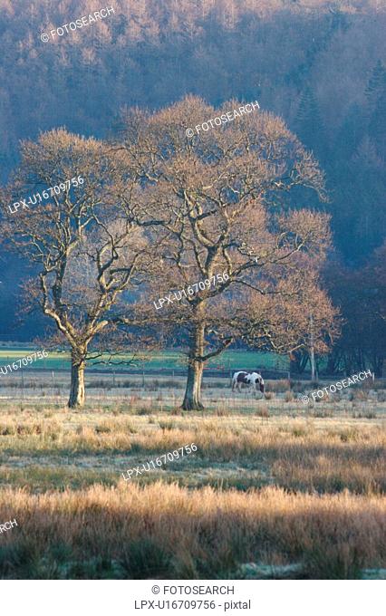 Scottish highlands: uncultivated fields with trees on frosty morning against blue background of hills, pony grazing