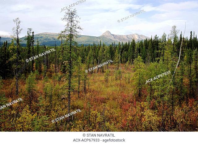 northern lowland bog with stunted tamarack Larix laricina and black spruce Picea mariana , Cassiar mountain ranges in the background, Highway # 37