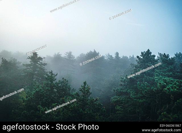 Misty beech forest on the mountain in a nature reserve in austria