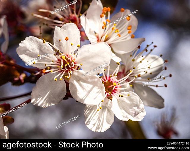 Pink Cherry Plum Blossom Flowering Fruit Tree Macro Bellevue Washington State