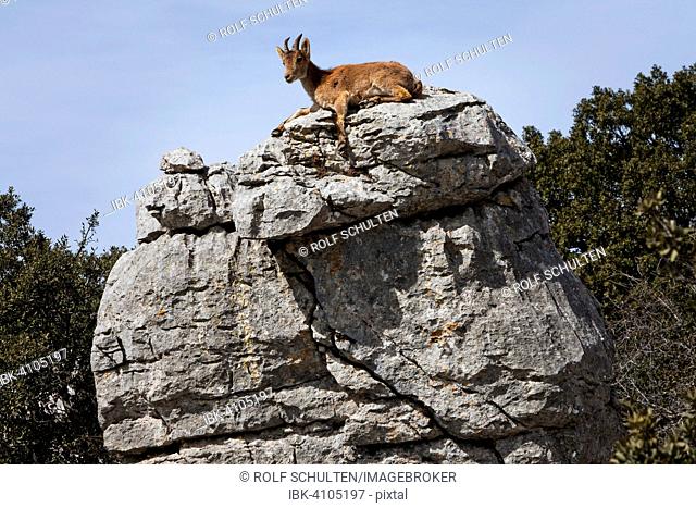 Iberian Ibex (Capra pyrenaica) in the Karst mountains, nature reserve El Torcal, Torcal de Antequera, Andalucía, Spain