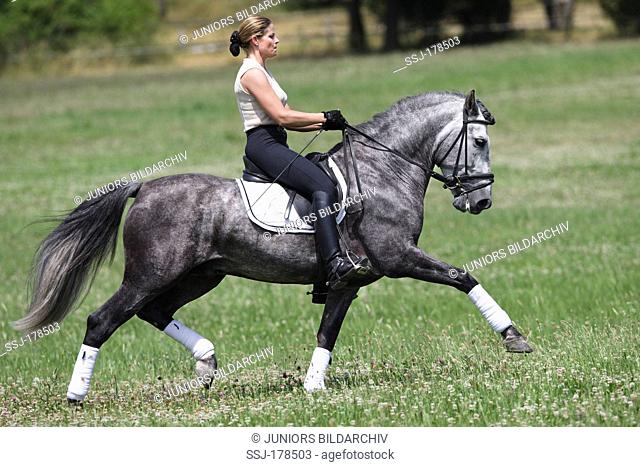 Pure Spanish Horse, Andalusian. Dapple gray stallion with rider showing an extended trot