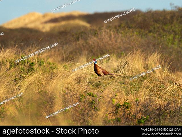 14 April 2023, Lower Saxony, Wangerooge: 14.04.2023, Wangerooge. A male pheasant (Phasianus colchicus) stands in the dunes on the East Frisian island of...