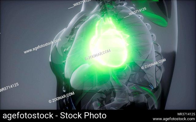 science anatomy scan of human heart glowing