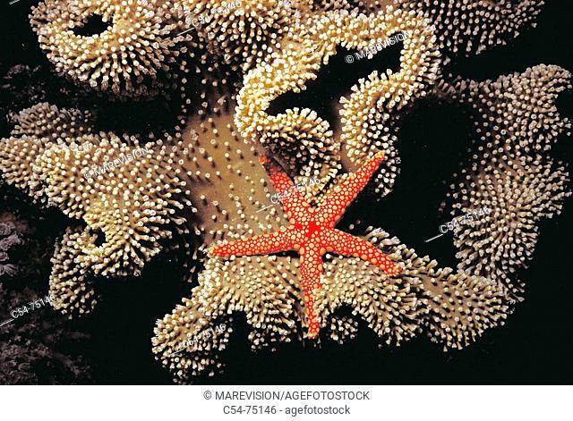 Starfish (Fromia monilis). Red Sea