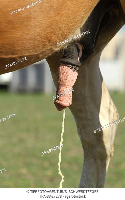 urinating pony