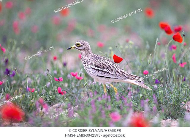 Spain, Catalonia, Eurasian stone curlew, Eurasian thick-knee, Stone-curlew (Burhinus oedicnemus) near by the nest in the middle of the poppies