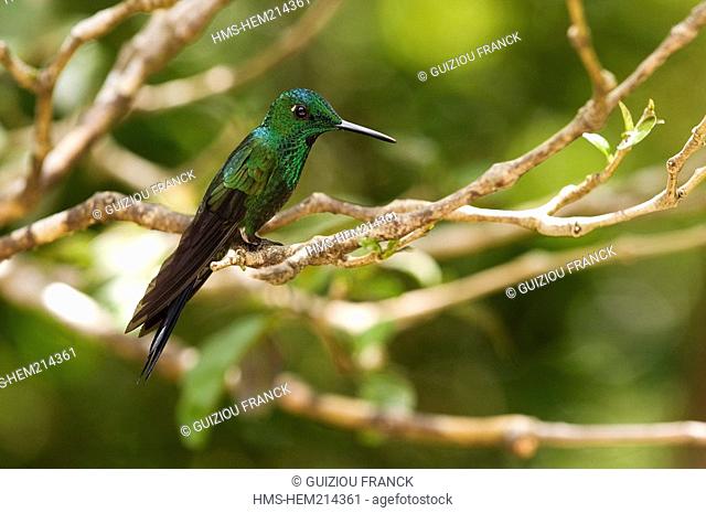 Costa Rica, Puntarenas Province, Monteverde, Reserva Biologica del Bosque Nuboso Cloud Forest Biological Reserve, hummingbird