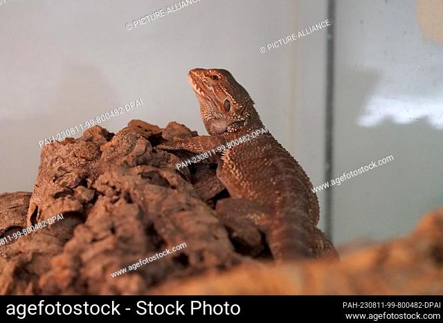 PRODUCTION - 10 August 2023, Hamburg: A bearded dragon sits in a terrarium at the Süderstraße animal shelter. Animal protection organizations want to draw...