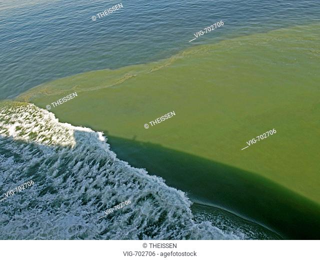 Cyanobacteria, Cyanophyta, blue-green algae, algal bloom in Baltic Sea, blue-green algae on surface of the water of the sea in warm summertime