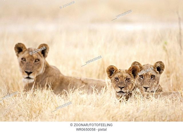 Loewen Panthera leo Savuti, Chobe National Park, Botswana, Afrika, Lions, Africa