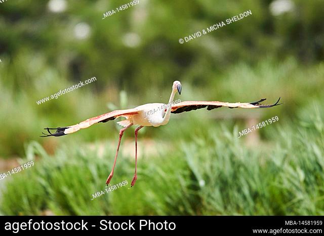 Pink flamingo (Phoenicopterus roseus), flying, landing, frontal, shore, Camargue, France, Europe