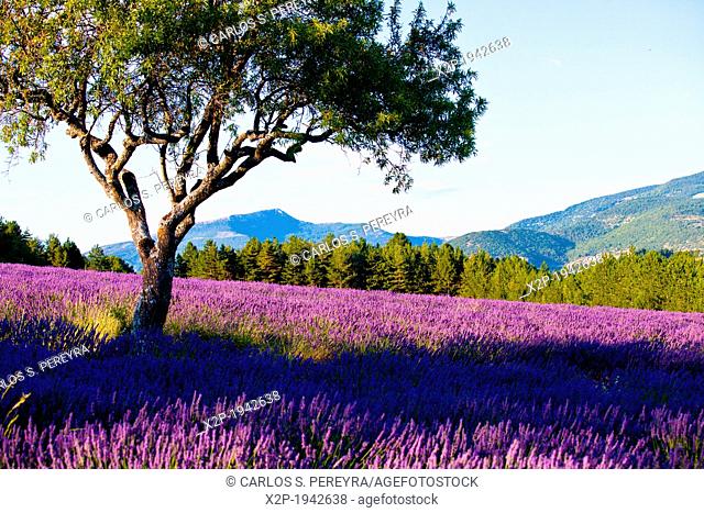 Blooming field of Lavender (Lavandula angustifolia) around Sault and Aurel, in the Chemin des Lavandes, Provence-Alpes-Cote d'Azur, Southern France, France