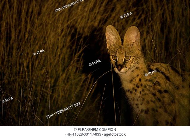 Serval Leptailurus serval adult, close-up of head, in grass at night, Kwando, Linyanti, Botswana