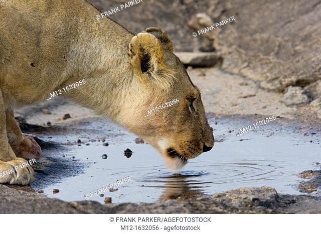 A Lion drinking form a rocky pool in the Masai Mara