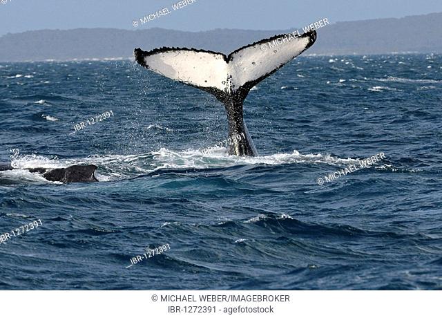 Species-specific tail slap, slap of the tail fin, of a Humpback Whale (Megaptera novaeangliae) in front of Fraser Island, Hervey Bay, Queensland, Australia