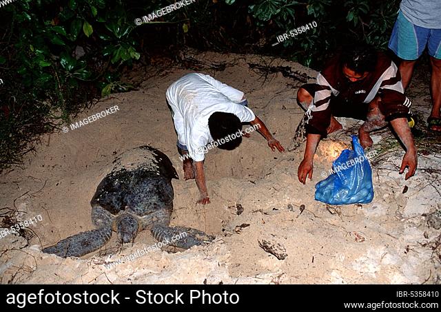 Ranger collecting newly laid eggs of Sea Turtle, Wildlife rangers collecting freshly laid eggs of Sea Turtle, Sea Turtle, Sipadan, Borneo, Malaysia, Asia