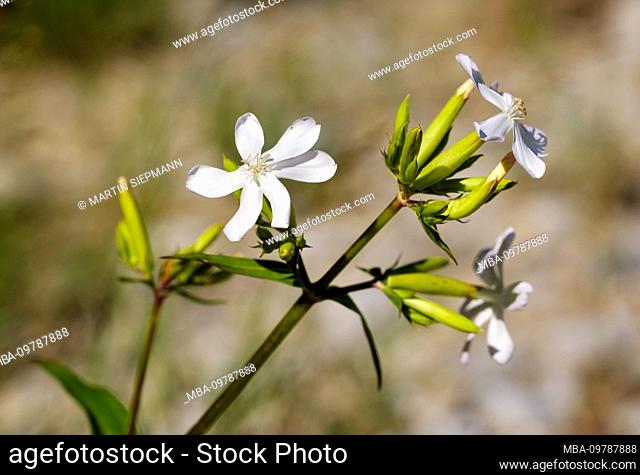 Common soapwort (Saponaria officinalis), Bavaria, Germany
