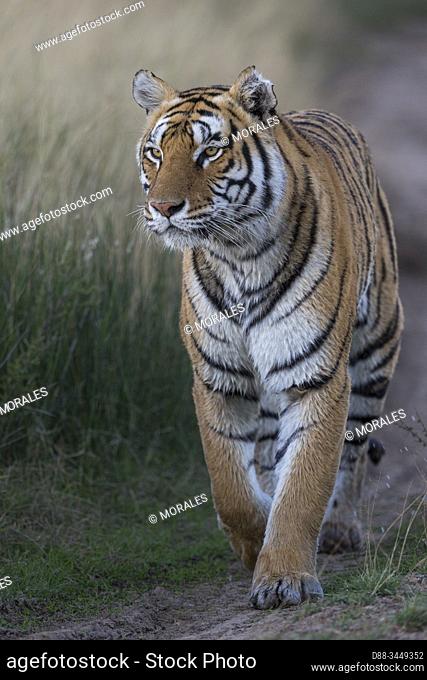 South Africa, Private reserve, Asian (Bengal) Tiger (Panthera tigris tigris), adult female, Walking