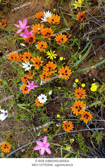 Beetle daisy - and other flowers on Renosterveld (a shrubby vegetation type rich in bulbs) (Gorteria diffusa ssp. diffusa)