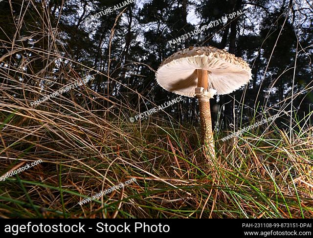 PRODUCTION - 08 November 2023, Brandenburg, Lübben: A common giant umbrella mushroom (Macrolepiota procera), also known as parasol or giant umbrella mushroom