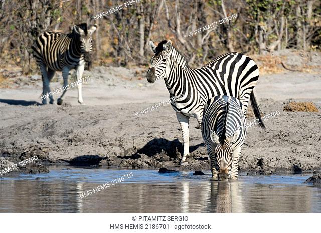 Botswana, Okavango Delta, listed as World Heritage by UNESCO, Khwai Concession, Burchell's zebras (Equus burchelli)