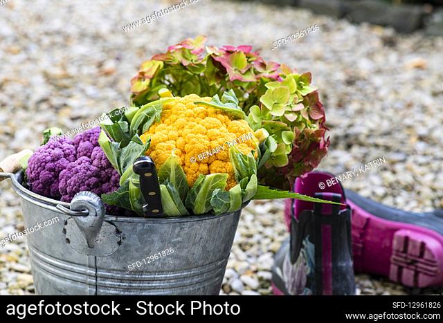 Yellow and violet cauliflowesr and hydrangea blossom in a zinc bucket
