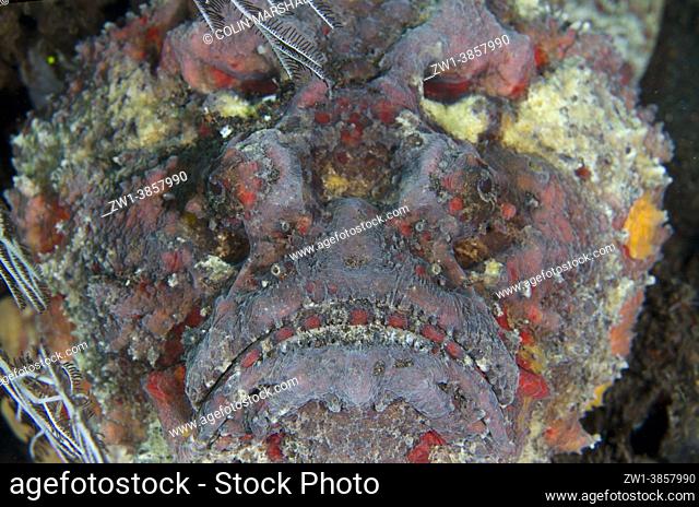 Reef Stonefish (Synanceia verrucosa), Seraya dive site, Seraya, Karangasem Regency, Bali, Indonesia, Indian Ocean