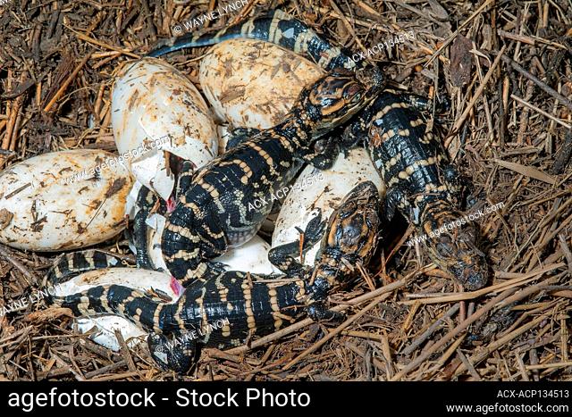 Hatching alligator (Alligator mississippiensis) eggs, southern Louisiana, USA