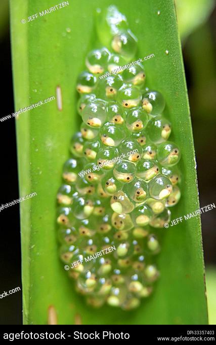 Embryos of a Red-eyed treefrog (Agalychnis callidryas) hang on a leaf; Puntarenas, Costa Rica