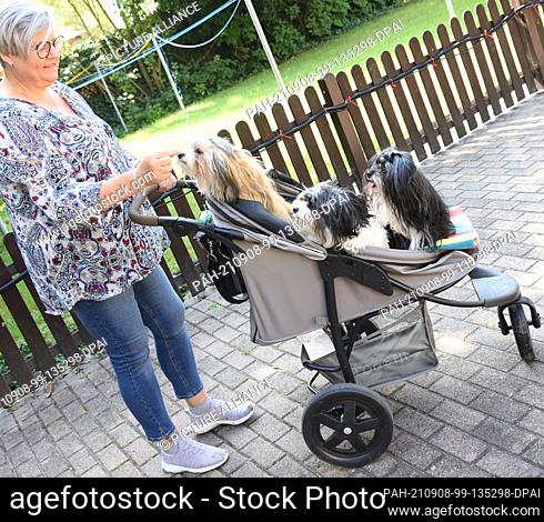 03 September 2021, Saxony, Eilenburg: Insurance saleswoman Ivette Starcke takes her Havanese dogs Otto, Vanja and Arthur (r-l) for a walk in a buggy