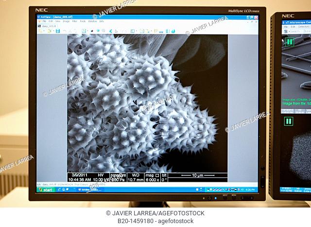 Polen images on SEM, Analysis of nanostructures and nanodevices, Environmental scanning electron microscopy Laboratory, ESEM, Microscope Quanta TM 250 FEG