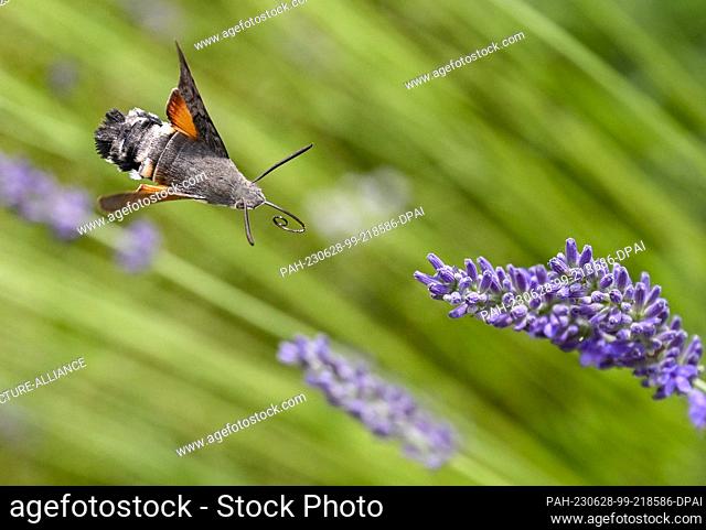 28 June 2023, Brandenburg, Bernau: A pigeon tail (Macroglossum stellatarum) collects nectar on lavender flowers. It is a butterfly