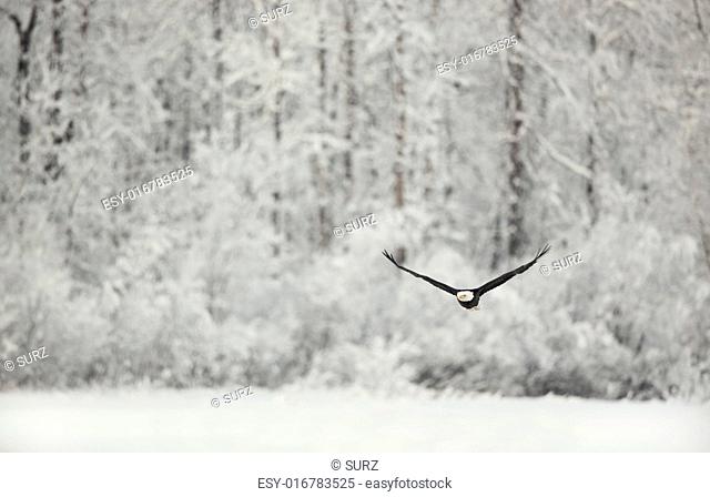 Flying eagle ( Haliaeetus leucocephalus washingtoniensis )over snow-covered mountains. Winter Alaska. USA