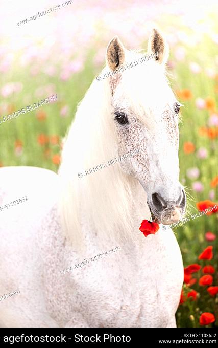 Pure Spanish Horse, Andalusian. Portrait of grey stallion, eating a Poppy flower. Germany