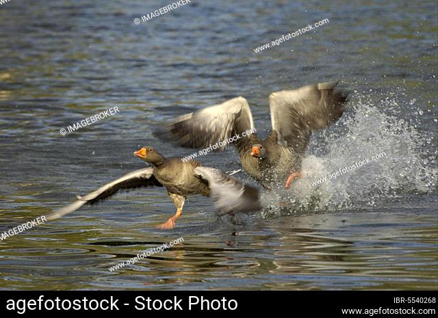 Greylag Goose (Anser anser) adult, chasing rival over water, Regents Park, London, England, United Kingdom, Europe
