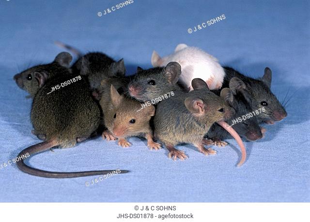 House Mouse, Mus musculus, Germany, group of youngs