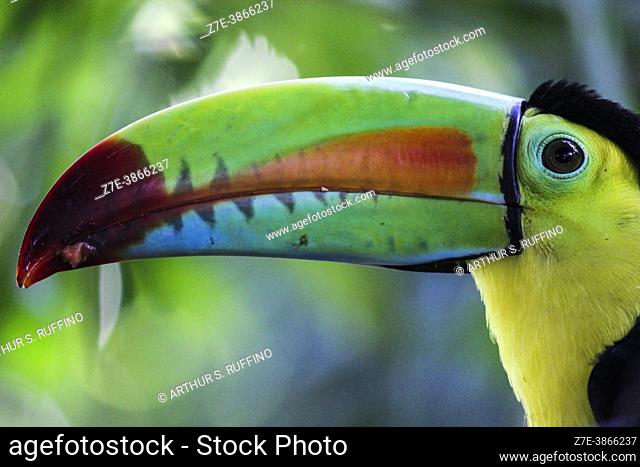 Telephoto of a keel-billed toucan (Ramphastos sulfuratus). Colombia, South America