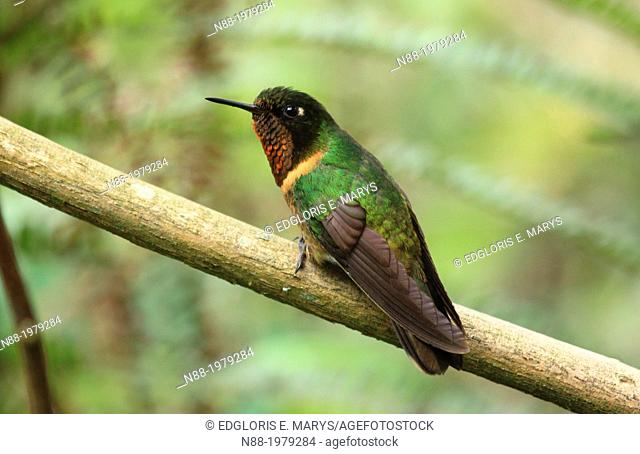 Orange-throated Sunangel hummingbird San Eusebio Cloud Forest Merida Venezuela